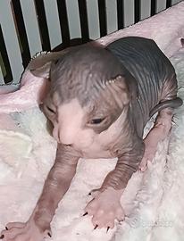 Cuccioli Sphynx appena nati