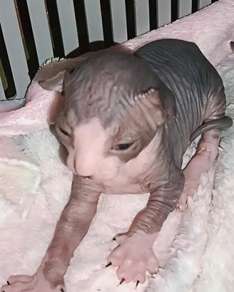 Cuccioli Sphynx appena nati