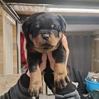 Cuccioli rottweiler con pedigree