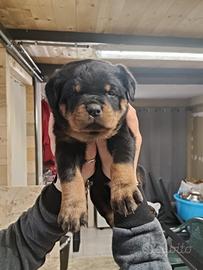 Cuccioli rottweiler con pedigree