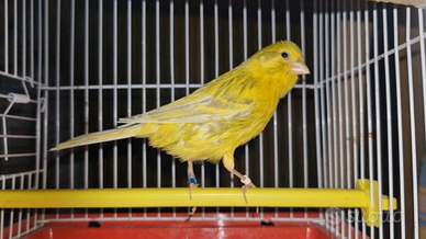 Canarini agata giallo opale e bianchi