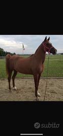 Cavalla araba/maremmana