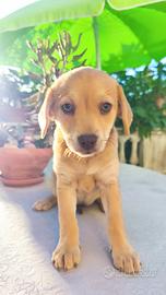 Cuccioli pincher incrocio volpino