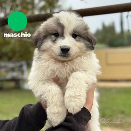 Cuccioli cane da montagna dei pirenei