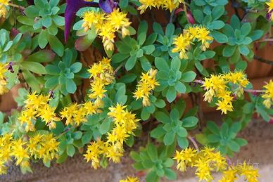 Sedum palmeri in vaso