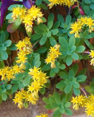 Sedum palmeri in vaso