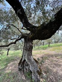 OLIVO SECOLARE DA GIARDINO