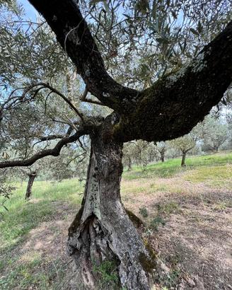 OLIVO SECOLARE DA GIARDINO