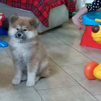 Cucciola di Akita inu pelo lungo