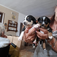 Cuccioli di pinscher originali