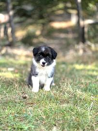 Cuccioli border collie x l'estate