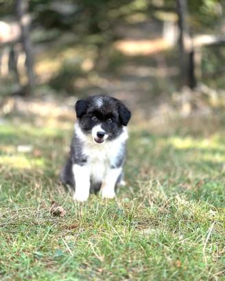 Cuccioli border collie x l'estate