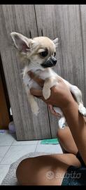 chihuahua pelo lungo 
