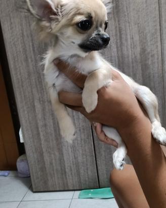 chihuahua pelo lungo 