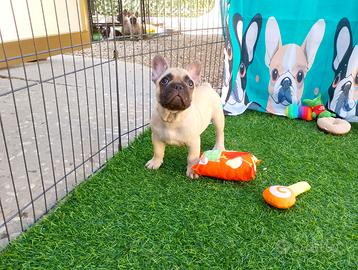 Cuccioli di bulldog francese