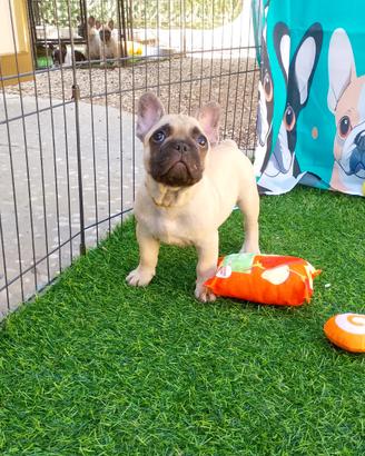 Cuccioli di bulldog francese
