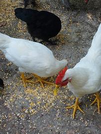 Gallo livornese bianca