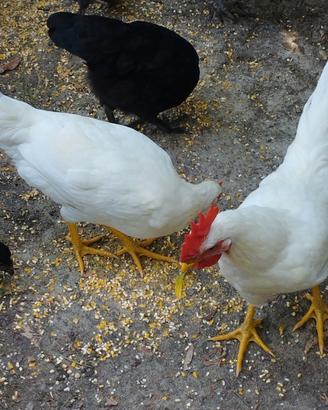 Gallo livornese bianca