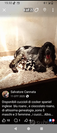 Coker spaniel blu roano femmina