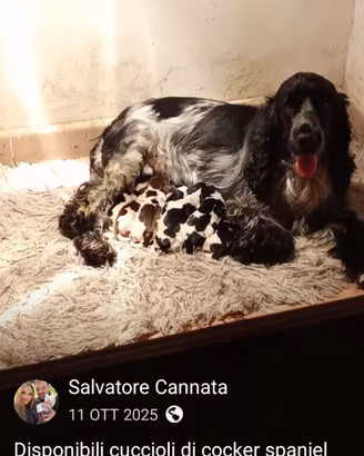 Coker spaniel blu roano femmina