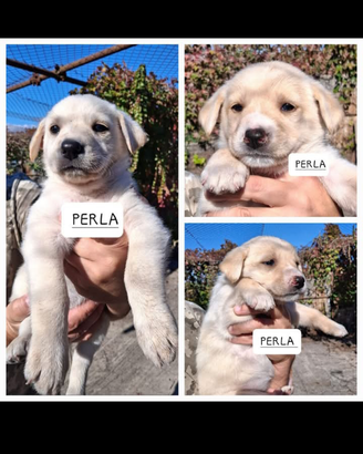 Adotta Perla