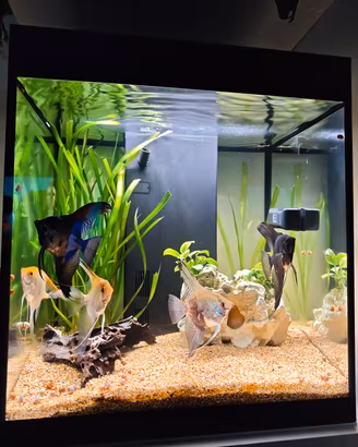 Acquario Askoll Opera80L