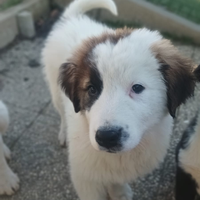 Cuccioli di Pastore dell'Asia Centrale