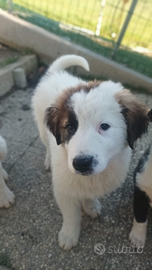 Cuccioli di Pastore dell'Asia Centrale