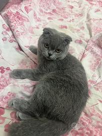 Gattini Scottish Fold e Straight
