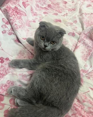Gattini Scottish Fold e Straight