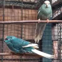 Kakariki fronte rossa