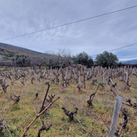 Vigneto in zona DOC a Castiglione di Sicilia