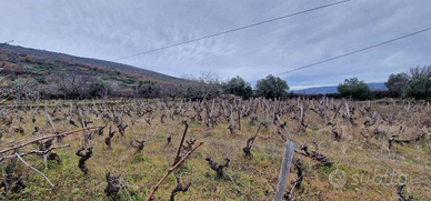 Vigneto in zona DOC a Castiglione di Sicilia