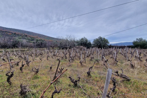 Vigneto in zona DOC a Castiglione di Sicilia