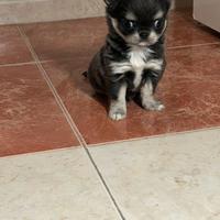 Chihuahua pelo lungo