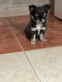 Chihuahua pelo lungo