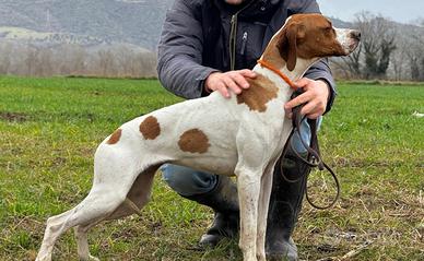 Giovani Pointer Inglese
