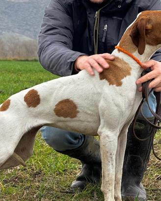 Giovani Pointer Inglese