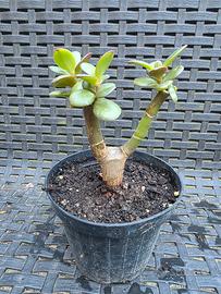  Albero di Giada ( Crassula Ovata)