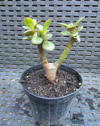  Albero di Giada ( Crassula Ovata)