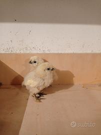 Galline