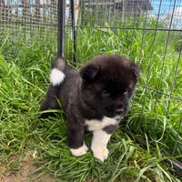 Cuccioli Akita Americano