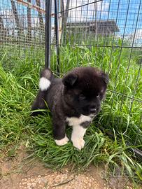 Cuccioli Akita Americano