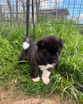 Cuccioli Akita Americano
