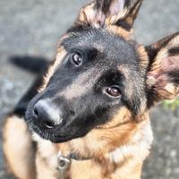 Shanky, cucciolo di 5 mesi, aspetta una casa