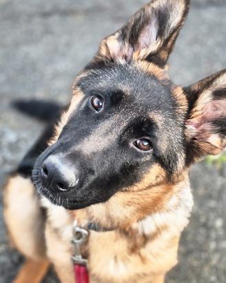 Shanky, cucciolo di 7 mesi, aspetta una casa