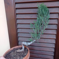 Pre Bonsai di Cipresso Sempervirens