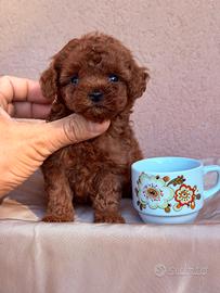 Cuccioli di Barboncino TOY e Mini Toy