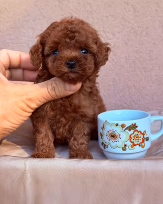 Cuccioli di Barboncino TOY e Mini Toy