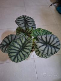 alocasia silver dragon piantine/corm